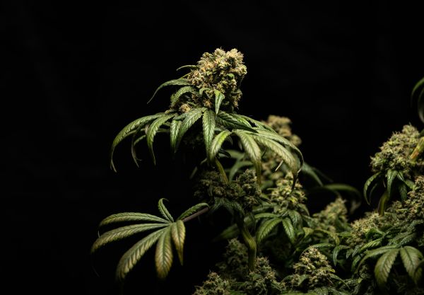 Explorez les fleurs de cbd puissantes pour un apaisement délicieux